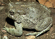 Arroyo Southwestern Toad