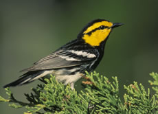 Golden-cheeked Wood Warbler