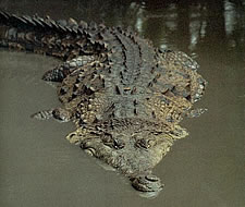 Orinoco Crocodile