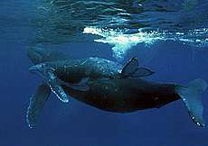 Humpback Whale