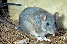 Key Largo Woodrat