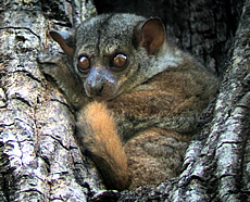 Small-toothed Sportive Lemur