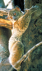 Weasel Lemur