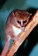 Gray Mouse Lemur