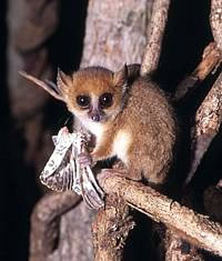 Madame Berthe's Mouse Lemur