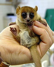 Goodman's Mouse Lemur