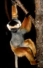 Diademed Sifaka