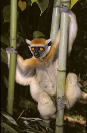 Golden-crowned Sifaka