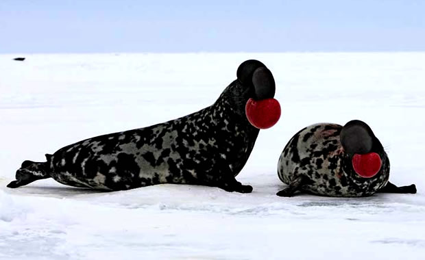 Hooded Seal