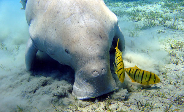 Dugong