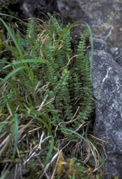 Aleutian Shield Fern