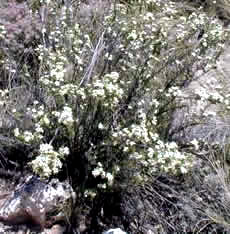 Arizona Cliff-rose